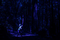 in the Enchanted Forest #2
